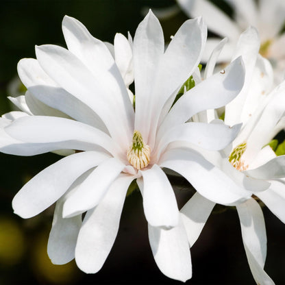 Buitenplant - Magnolia stellata op Stam - Winterhard - Pot Ø 19cm Hoogte ↕ 90cm