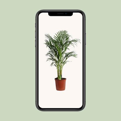 Kamerplant - Dypsis Lutescens (Areca Palm) - Hoogte ↕ 12-230cm