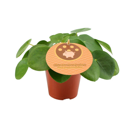 Kamerplant - Pilea Peperomioides - Pot Ø 12cm Hoogte ↕ 20cm