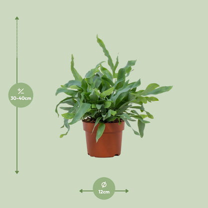 Kamerplant - Phlebodium Blue Star - Pot Ø 12cm Hoogte ↕ 32cm