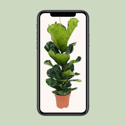 XL Kamerplant - Ficus Lyrata - Pot Ø 21cm Hoogte ↕ 100cm