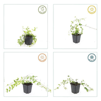 Buitenplant 6x Vinca minor 'Aureovariegata' - Pot Ø 9cm Hoogte ↕ 10-25cm