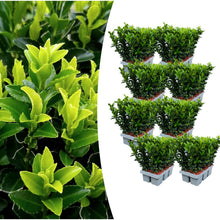 Buitenplant 48x Euonymus 'Green Spire' - Pot Ø 7cm Hoogte ↕ 15cm