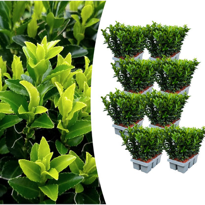 Buitenplant 48x Euonymus 'Green Spire' - Pot Ø 7cm Hoogte ↕ 15cm