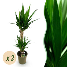 Green boutiQ - Kamerplant - Yucca elephantipes - Yucca - Weinig onderhoud - Groen - 2 - Pot 19cm - Hoogte 95cm