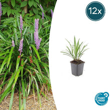 Buitenplant 12x Liriope muscari 'Ingwersen' - Pot Ø 9cm Hoogte ↕ 10-25cm