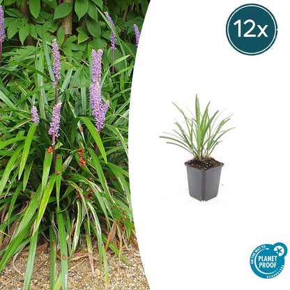 Buitenplant 12x Liriope muscari 'Ingwersen' - Pot Ø 9cm Hoogte ↕ 10-25cm