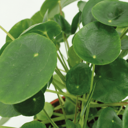 Kamerplant 2x Pilea Peperomioides - Pannekoekenplant - Pot Ø 15cm Hoogte ↕ 25cm