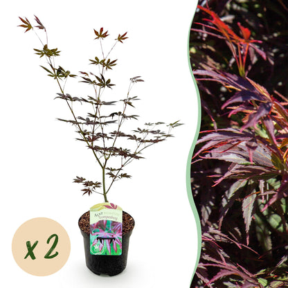 Buitenplant 2x Acer palmatum 'Trompenburg' - Bladverliezend - Pot Ø 19cm Hoogte ↕ 70cm