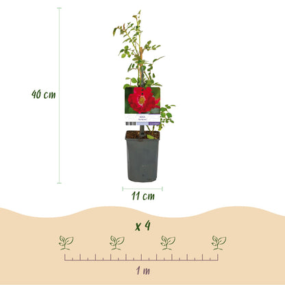 Buitenplant 2x Rosa Red Queen - Bloeiende klimroos - Pot Ø 11cm Hoogte ↕ 40cm