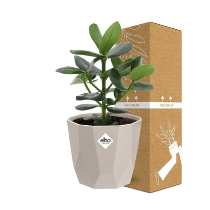 Kamerplant - Clusia Princess - Pot Ø 14cm