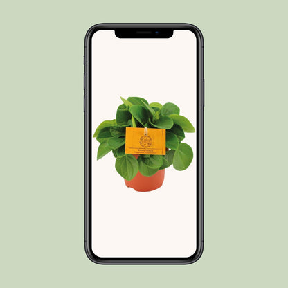 Kamerplant - Peperomia Rana Verde - Pot Ø 11cm Hoogte ↕ 15cm