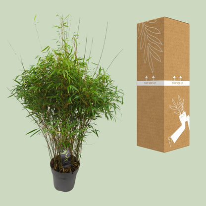 Buitenplant - Fargesia 'Rufa' - Niet-woekerende Bamboe - Winterhard - Pot Ø 27cm Hoogte ↕ 90cm