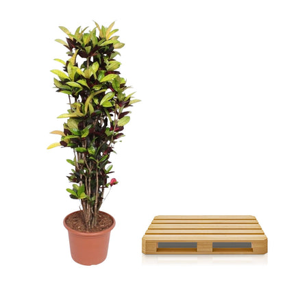 XL Kamerplant - Codiaeum Iceton (Croton Iceton) - Pot Ø 45cm Hoogte ↕ 190cm