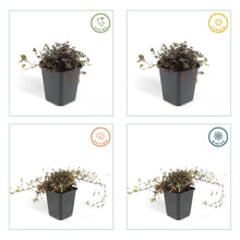 Buitenplant 60x Acaena microphylla 'Kupferteppich' - Pot Ø 9cm Hoogte ↕ 10-25cm
