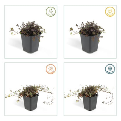 Buitenplant 60x Acaena microphylla 'Kupferteppich' - Pot Ø 9cm Hoogte ↕ 10-25cm