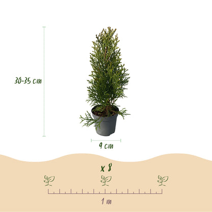 Buitenplant 8x Thuja occidentalis 'Smaragd' - Groenblijvend - Pot Ø 9cm Hoogte ↕ 30-35cm