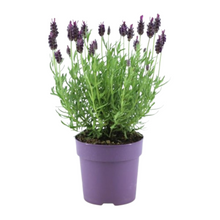 Buitenplant 6x Lavandula stoechas Anouk® - Bloeiend - Pot Ø 12cm Hoogte ↕ 25-40cm