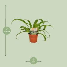 Kamerplant - Asplenium Antiquum - Pot Ø 12cm Hoogte ↕ 30cm