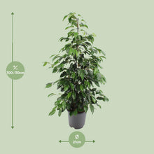 Kamerplant - Ficus benjamina Danielle - Pot Ø 21cm Hoogte ↕ 95cm