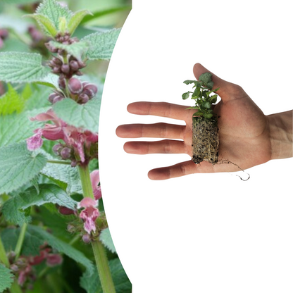 Buitenplant 6x Lamium - Dovenetel Pluggen - Bodembedekker