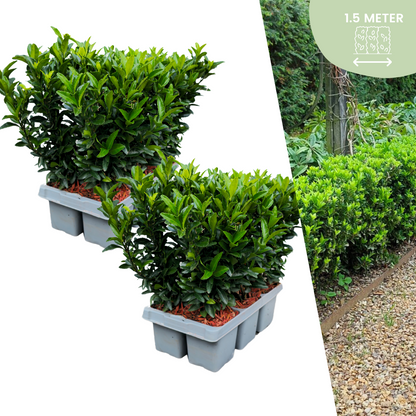Buitenplant 12x Euonymus 'Green Spire' - Pot Ø 7cm Hoogte ↕ 15cm
