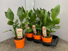 Kamerplant - Strelitzia Reginae - Pot Ø 17cm Hoogte ↕ 50cm