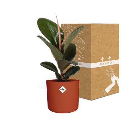 Kamerplant - Ficus Elastica 'Robusta' - Luchtzuiverend - Pot Ø 14cm