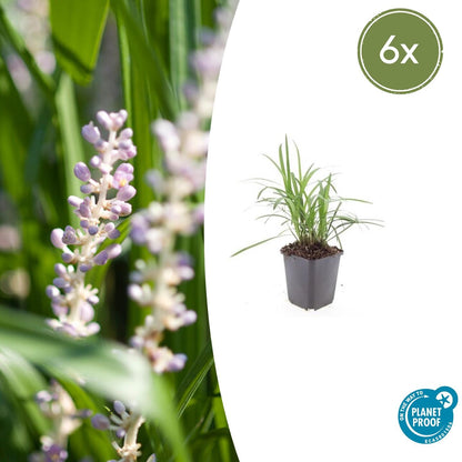 Buitenplant 6x Liriope muscari 'Monroe White' - Pot Ø 9cm Hoogte ↕ 10-25cm