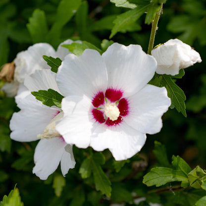 Buitenplant - Hibiscus syriacus 'Red Heart' - Wit met Rood Hart - Pot Ø 17cm Hoogte ↕ 45cm