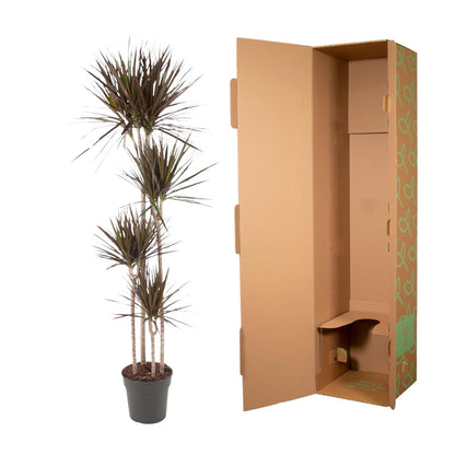 XL kamerplant - Dracaena Magenta - Pot Ø 27cm Hoogte ↕ 180cm