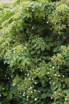 Buitenplant - Hydrangea petiolaris - Klimhortensia - Pot Ø 15cm Hoogte ↕ 65cm