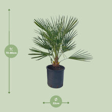 Buitenplant - Chamaerops Humilis - Pot Ø 22cm Hoogte ↕ 80cm