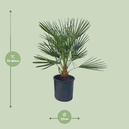 Buitenplant - Chamaerops Humilis - Pot Ø 22cm Hoogte ↕ 80cm