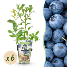 Buitenplant 6x Vaccinium corymbosum 'Bluegold' - Winterhard - Pot Ø 9cm