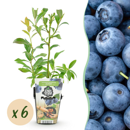 Buitenplant 6x Vaccinium corymbosum 'Bluegold' - Winterhard - Pot Ø 9cm