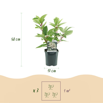 Buitenplant - Hydrangea panniculata 'Wims Red' - Bloeiend - Pot Ø 17cm Hoogte ↕ 50cm