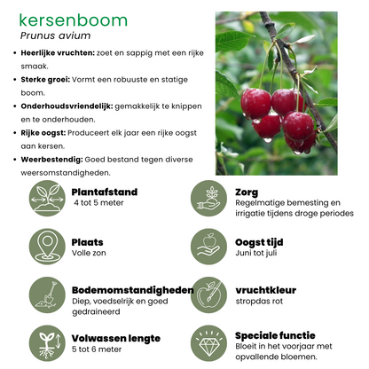 Buitenplant 4x Biologische Fruitbomen - Appel, Peer, Kers en Pruim - Pot Ø 20cm Hoogte ↕ 60cm