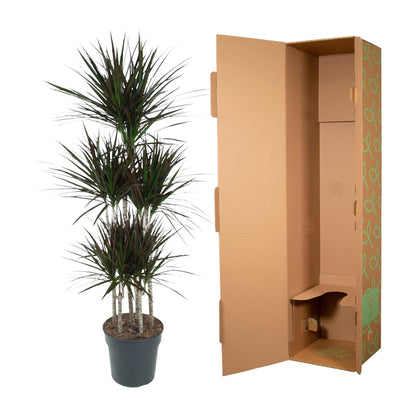 XL Kamerplant - Dracaena Magenta Carrousel - Luchtzuiverend - Pot Ø 31cm Hoogte ↕ 150cm