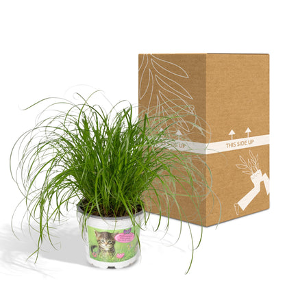 Kamerplant - Cyperus Alternifolius - Kattengras - Pot Ø 12cm Hoogte ↕ 20cm