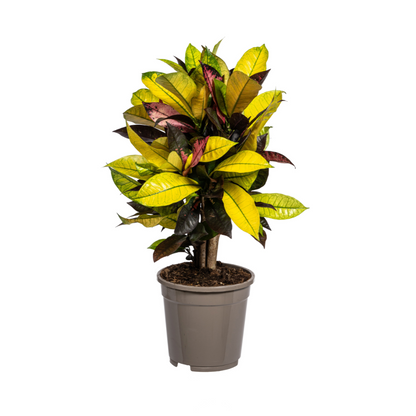 Kamerplant - Codiaeum 'Croton' Iceton - Pot Ø 17cm Hoogte ↕ 40-60cm