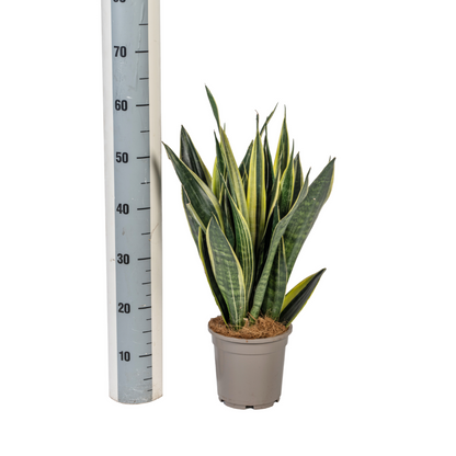 Kamerplant - Sansevieria Trifasciata Canary - Pot Ø 17cm Hoogte ↕ 45-55cm