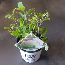 Buitenplant - Hydrangea arborescens 'Strong Annabelle' - Bloeiend - Pot Ø 19cm Hoogte ↕ 30cm