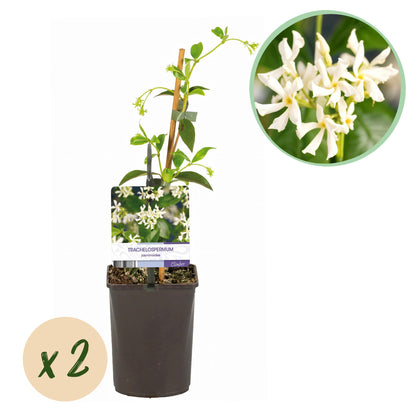 Buitenplant 2x Trachelospermum jasminoides - Bloeiend, Groenblijvend - Pot Ø 11cm Hoogte ↕ 40cm