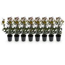 Buitenplant 8x Photinia 'Little Red Robin' - Groenblijvend - Pot Ø 9cm Hoogte ↕ 30-35cm