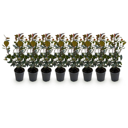 Buitenplant 8x Photinia 'Little Red Robin' - Groenblijvend - Pot Ø 9cm Hoogte ↕ 30-35cm