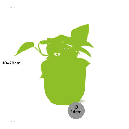 Kamerplant - Epipremnum Pinnatum 'Golden Pothos' - Pot Ø 14cm