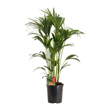 XL plant Howea Forsteriana - Kentiapalm - Pot Ø 24cm Hoogte ↕ 120cm
