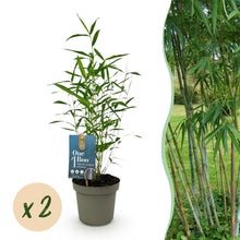 Buitenplant 2x Fargesia Blue Dragon - Bladhoudend - Niet Woekerend - Pot Ø 14cm Hoogte ↕ 35cm