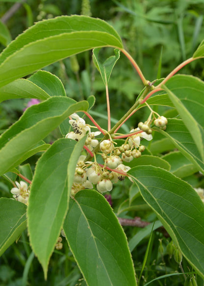 Buitenplant - Actinidia arguta 'Issai' - Kiwibes - Winterhard - Pot Ø 13cm Hoogte ↕ 45cm